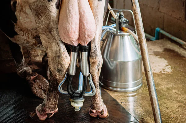 Máquina Automática Ordenha Leite Fazenda Local Processo Ordenha Tailândia — Fotografia de Stock