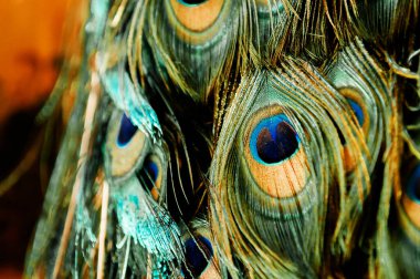 Doğal Tavuskuşu tüyü turkuaz altın renkli soyut arkaplan kuş tüyü dokusu ayrıntıları kapat