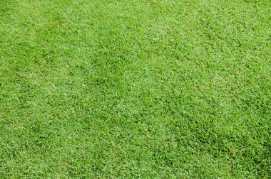 Taze Bahar Yeşili arka plan dokusu Doğal yeşil desenli duvar kağıdı fon