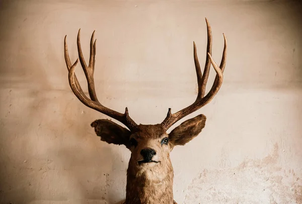 Taxidermie Tête Cerf Wapiti Sauvage Farcie Sur Vieux Mur Béton — Photo