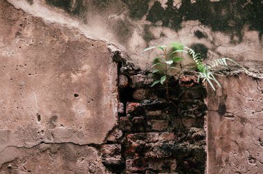 Eski kırsal tuğla duvardan küçük yeşil bitki büyümesi. Konsept içinde umut