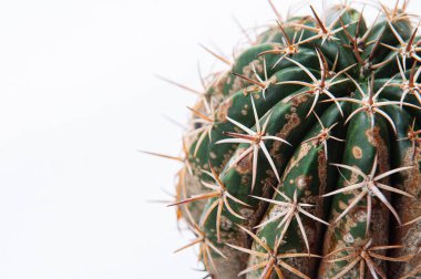 Kaktüs hastalığı mantarların sebep olduğu çürüme, mantar enfeksiyonu kapmış Melocactus beyaz arka planda izole edilmiş ve ciltte ciddi bir hasar var.