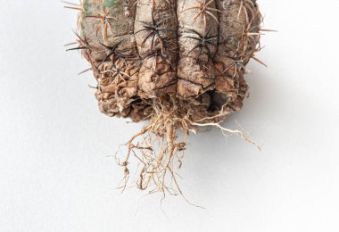Cactus disease dry root rot caused by fungi, severe damage fungi infected Melocactus cactus isolated on white background showing serious damage at skin and root clipart