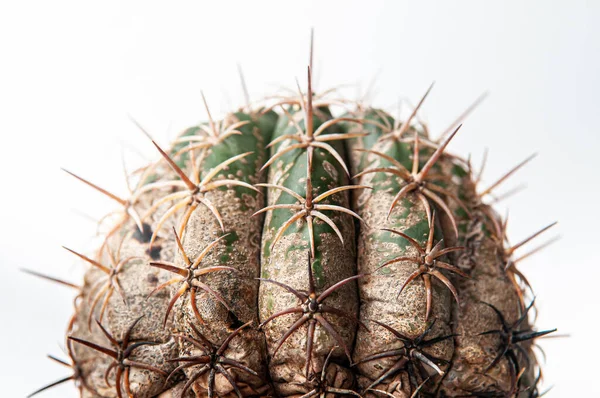 Cactus Disease Dry Root Rot Caused Fungi Severe Damage Fungi — Stock Photo, Image