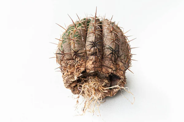 Enfermedad Cactus Putrefacción Raíz Seca Causada Por Hongos Daño Grave —  Fotos de Stock