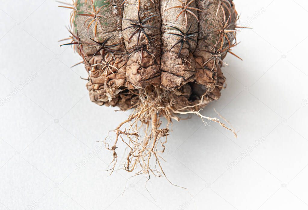 Cactus disease dry root rot caused by fungi, severe damage fungi infected Melocactus cactus isolated on white background showing serious damage at skin and root