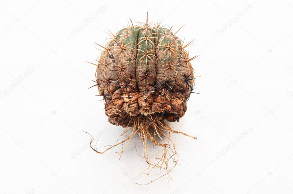 Cactus disease dry root rot caused by fungi, severe damage fungi infected Gymnocalycium cactus isolated on white background showing serious damge at skin and root