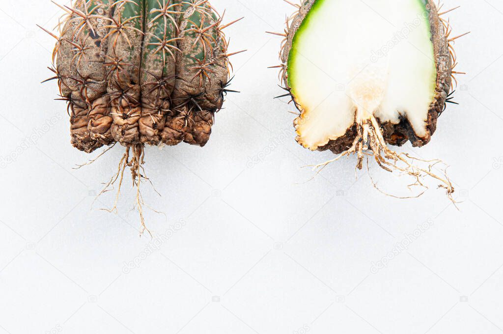 Cactus disease dry root rot and rust plant caused by fungi, half cut fungi infected Gymnocalycium cactus isolated on white background showing serious damge at skin and root