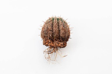 Kaktüs hastalığı mantarların sebep olduğu kuru kökler, ağır hasar görmüş mantar enfeksiyonlu Melocactus beyaz arka planda izole edilmiş, cilt ve kökte ciddi hasar var.