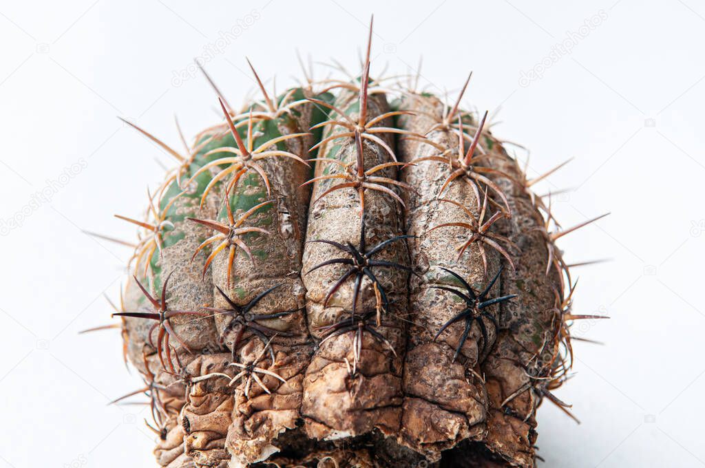 Cactus disease dry root rot caused by fungi, severe damage fungi infected Melocactus isolated on white background showing serious damage at skin