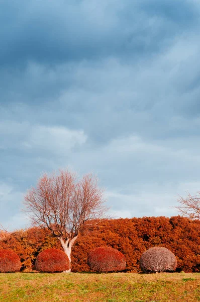 홋카이도 코데이 가을에 풍경의 아름다운 — 스톡 사진