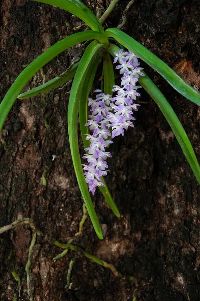 Orchidea Della Coda Volpe Naturale Retusa Rhynchostylis Appesa Sull Albero — Foto Stock