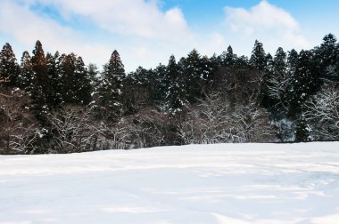 Hiraizumi, Iwate, tohoku, japan 'da çam ağacı ve açık gökyüzü.