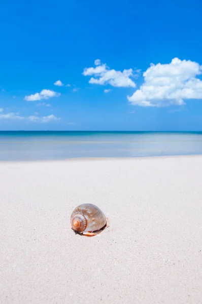 Beautiful Seashell Tropical Island Beach Blue Sky Clouds Summer Beach — Stock Photo, Image