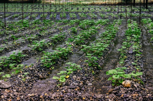 Nagano Japan Čerstvě Zelená Wasabi Japonská Křenová Rostlina Wasabi Farm — Stock fotografie