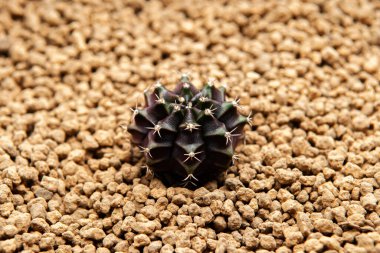 Kaktüs kenar görüşü, koyu menekşe jimnastik salonu Mihanovichii veya jimnastik kalibreli zebra sivri dikenleri zebra desenleri ve parlak cilt desenleri