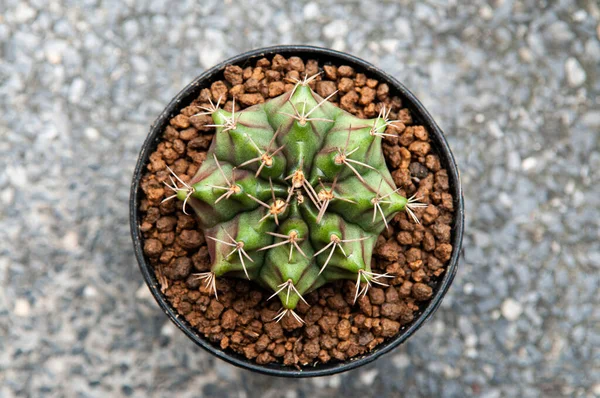 Green cactus desert plant top view, Gymnocalycium Damsii sharp spikes details and shiny skin