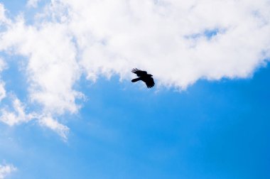 Kara Kartal ya da yalnız karga mavi kış gökyüzünde uçuyor beyaz güzel bulutlarla - özgürlük kavramı
