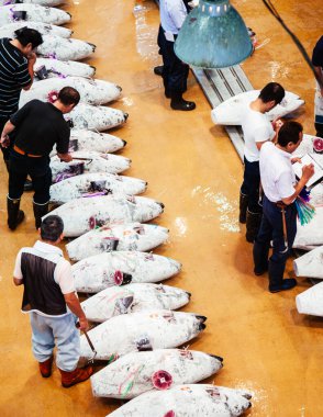 26 Haziran 2014 Kawasaki, Japonya: Ton balığı açık artırması sırasında Japon taze balık pazarındaki tüccarlar