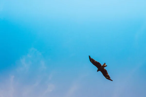 Hermoso Águila Halcón Volando Cielo Azul Claro Con Nubes Verano — Foto de Stock