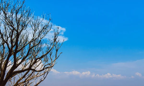 Hermosas Ramas Árbol Contra Cielo Azul Con Nubes Con Espacio —  Fotos de Stock