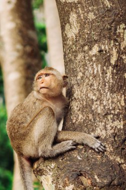Taylandlı genç kuyruklu Macaque Maymun tropikal ormandaki büyük ağaçta oturuyor.
