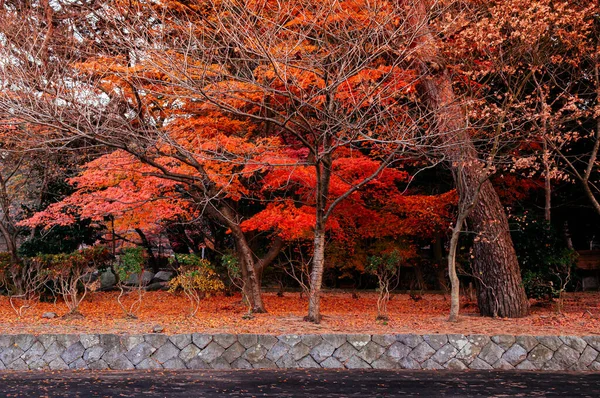 Bello Vibrante Rosso Foglie Autunno Acero Morioka Hachimangu Santuario Iwate — Foto Stock