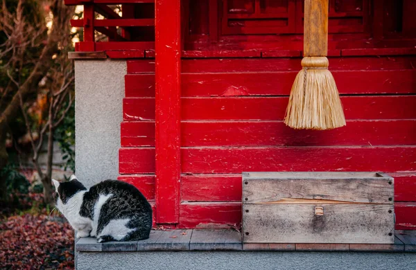 가을에 일본붉은 영혼의 집에서 고양이 — 스톡 사진
