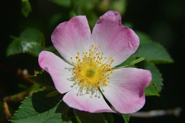 Rosa Canina Hundsrose — Stockfoto