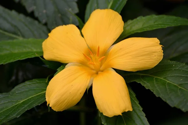 Flor Damiana Turnera Diffusa — Foto de Stock