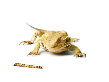 Agama. Sakallı ejder ve beyaz arka plan üzerinde izole solucan. Pogona vitticeps.