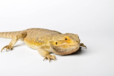 Agama. Sakallı ejder parlak arka plan üzerinde izole. Pogona vitticeps.