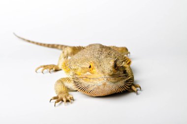 Agama. Sakallı ejder parlak arka plan üzerinde izole. Pogona vitticeps.