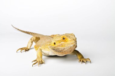Agama. Sakallı ejder parlak arka plan üzerinde izole. Pogona vitticeps.