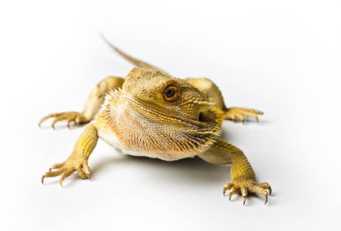 Agama. Sakallı ejder parlak arka plan üzerinde izole. Pogona vitticeps.
