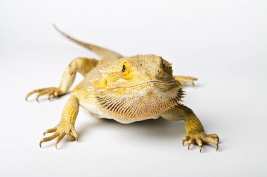 Agama. Sakallı ejder parlak arka plan üzerinde izole. Pogona vitticeps.