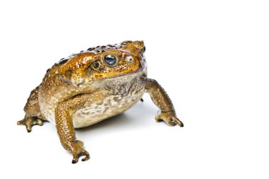 Kurbağa aga. Dev neotropical kara kurbağası. Rhinella marina