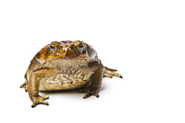 Kurbağa aga. Dev neotropical kara kurbağası. Rhinella marina