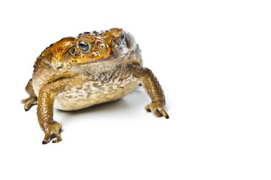 Kurbağa aga. Dev neotropical kara kurbağası. Rhinella marina