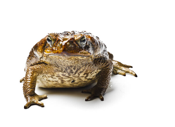 Toad aga. Giant neotropical toad. Rhinella marina