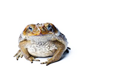 Kurbağa aga. Dev neotropical kara kurbağası. Rhinella marina