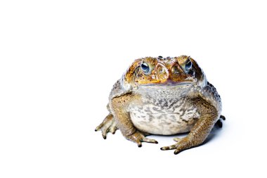 Kurbağa aga. Dev neotropical kara kurbağası. Rhinella marina