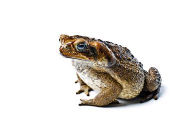 Toad aga. Giant neotropical toad. Rhinella marina clipart