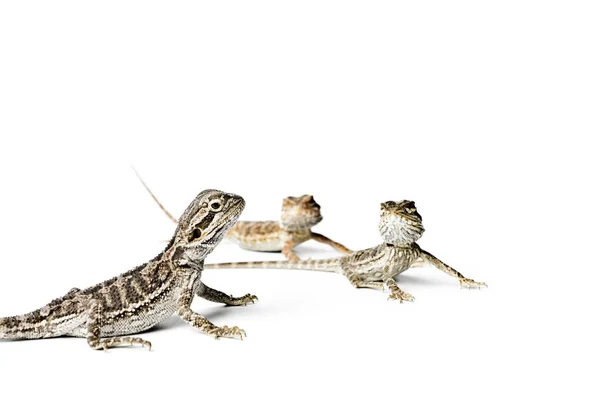 Agama Dětské Vousatý Drak Bílém Pozadí Pogona Vitticeps — Stock fotografie