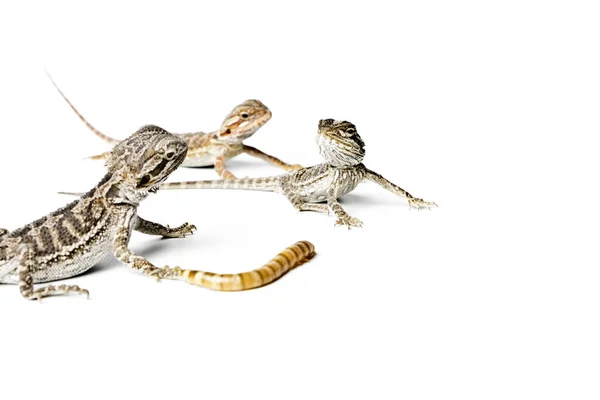 Agama Baby Draghi Barbuti Verme Sfondo Bianco Pogona Vitticeps — Foto Stock