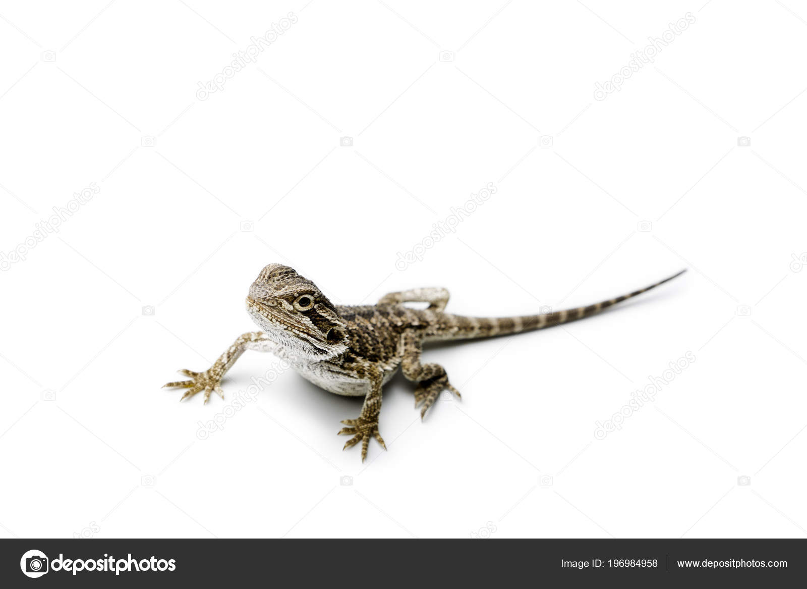 Agama Baby Bearded Dragon White Background Pogona Vitticeps Stock Photo Image By C Maurus