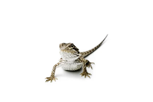 Agama Baby Bearded Dragon Sfondo Bianco Pogona Vitticeps — Foto Stock