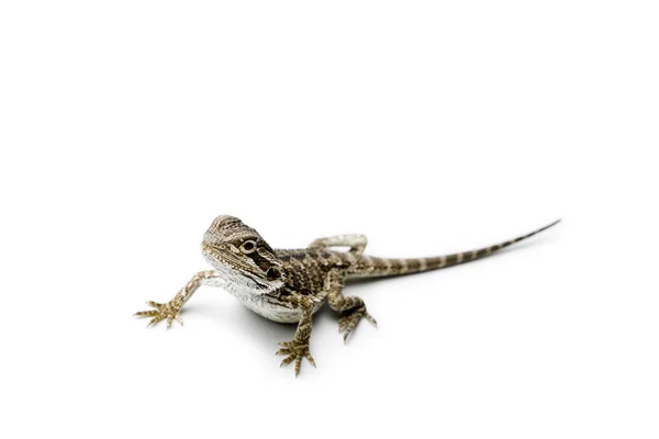 Agama Baby Bearded Dragon Sfondo Bianco Pogona Vitticeps — Foto Stock