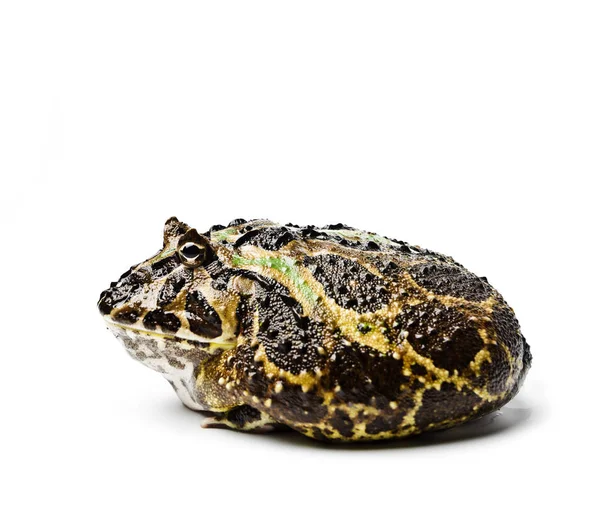 Chacoan Horned Frog Chacoan Horned Frog White Background Amphibians Closeup — Stock Photo, Image
