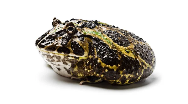 Chacoan Horned Frog Chacoan Horned Frog White Background Amphibians Closeup — Stock Photo, Image